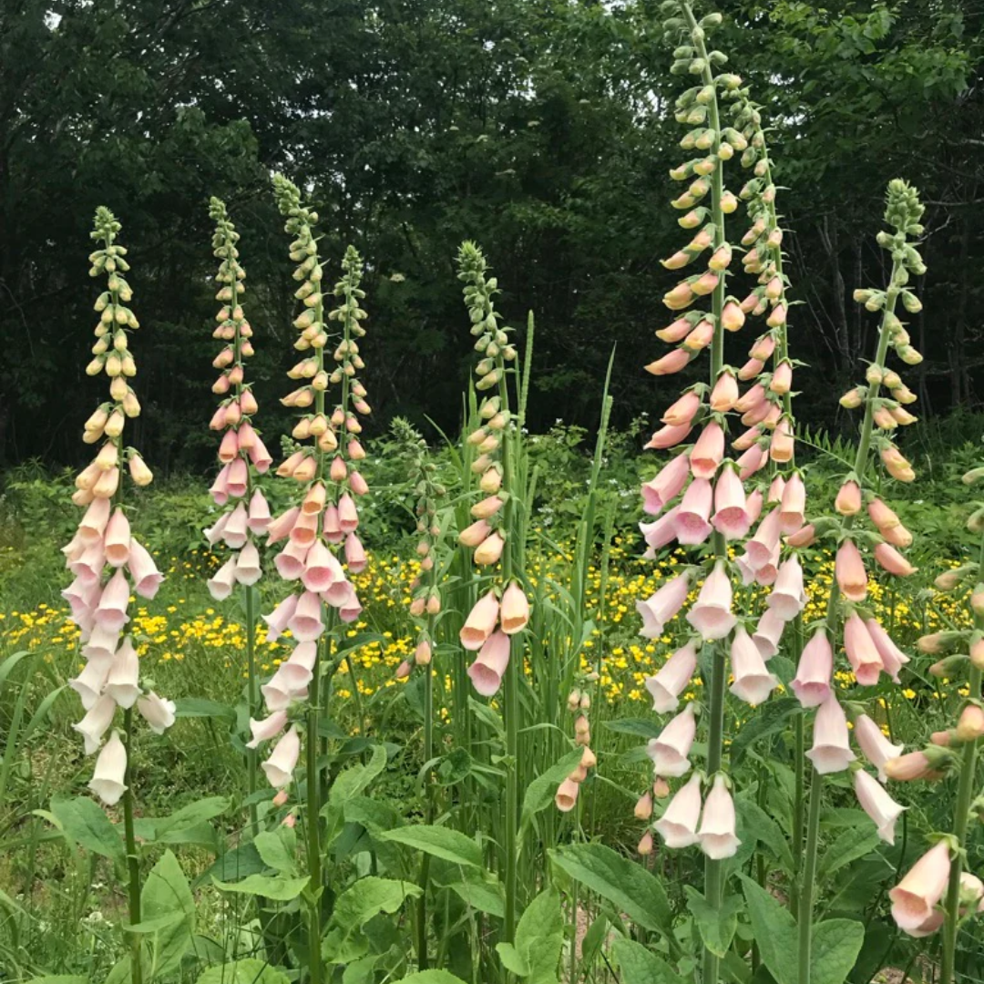 Foxglove - Apricot Beauty - Perennial - Spike.png