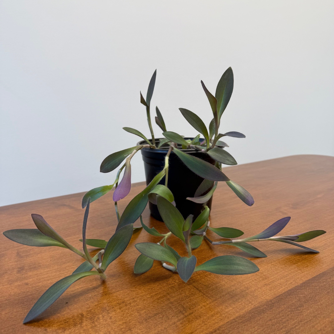 Purple Heart Plant