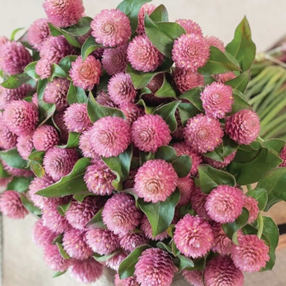 Gomphrena - Raspberry Cream.png