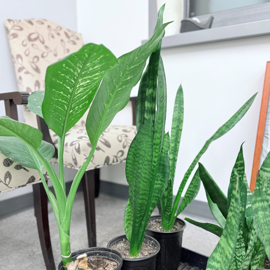 Dieffenbachia