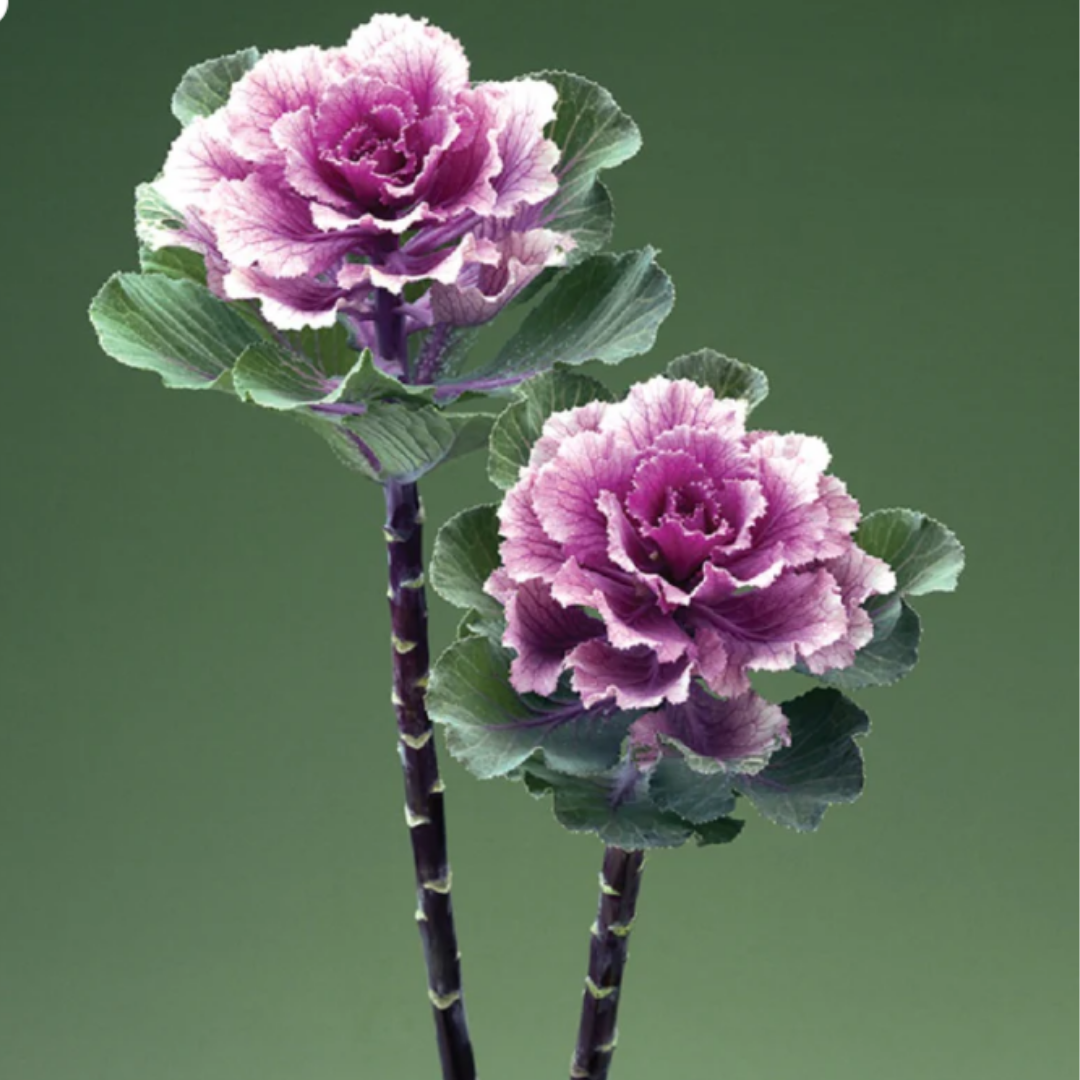 Kale - Flowering - Rose Flare