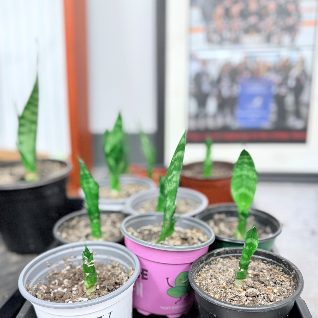 S - Snake Plant $5.png