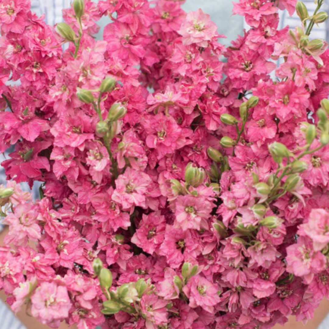 Larkspur - QI Carmine
