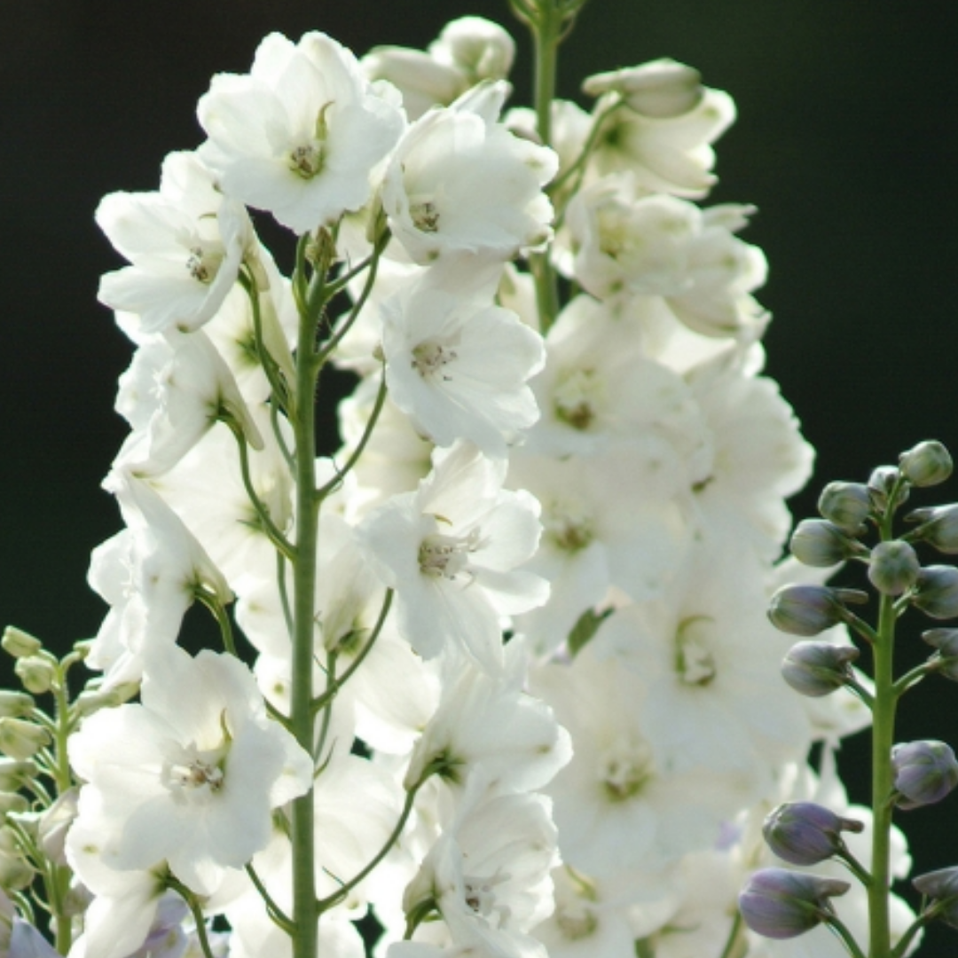 Delphinium - Guardian White - Perennial - Spike.png