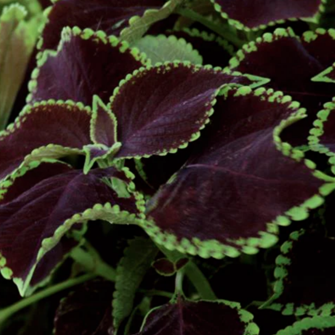 Coleus - Chocolate Mint