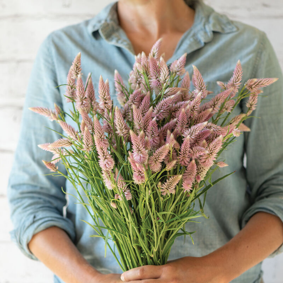 Celosia - Flamingo Feather - Annual - Spike.png