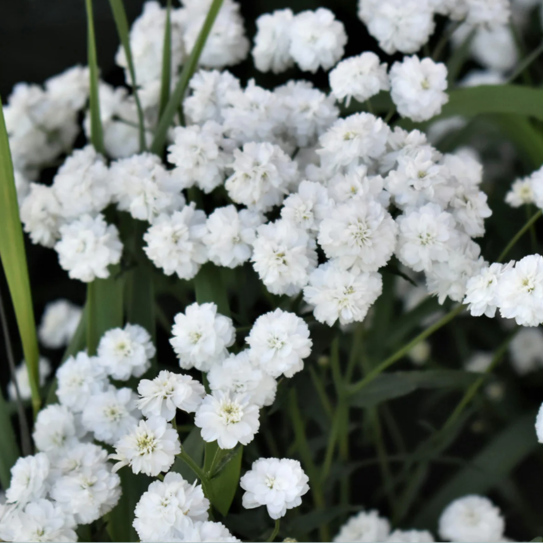 Yarrow - Pompom