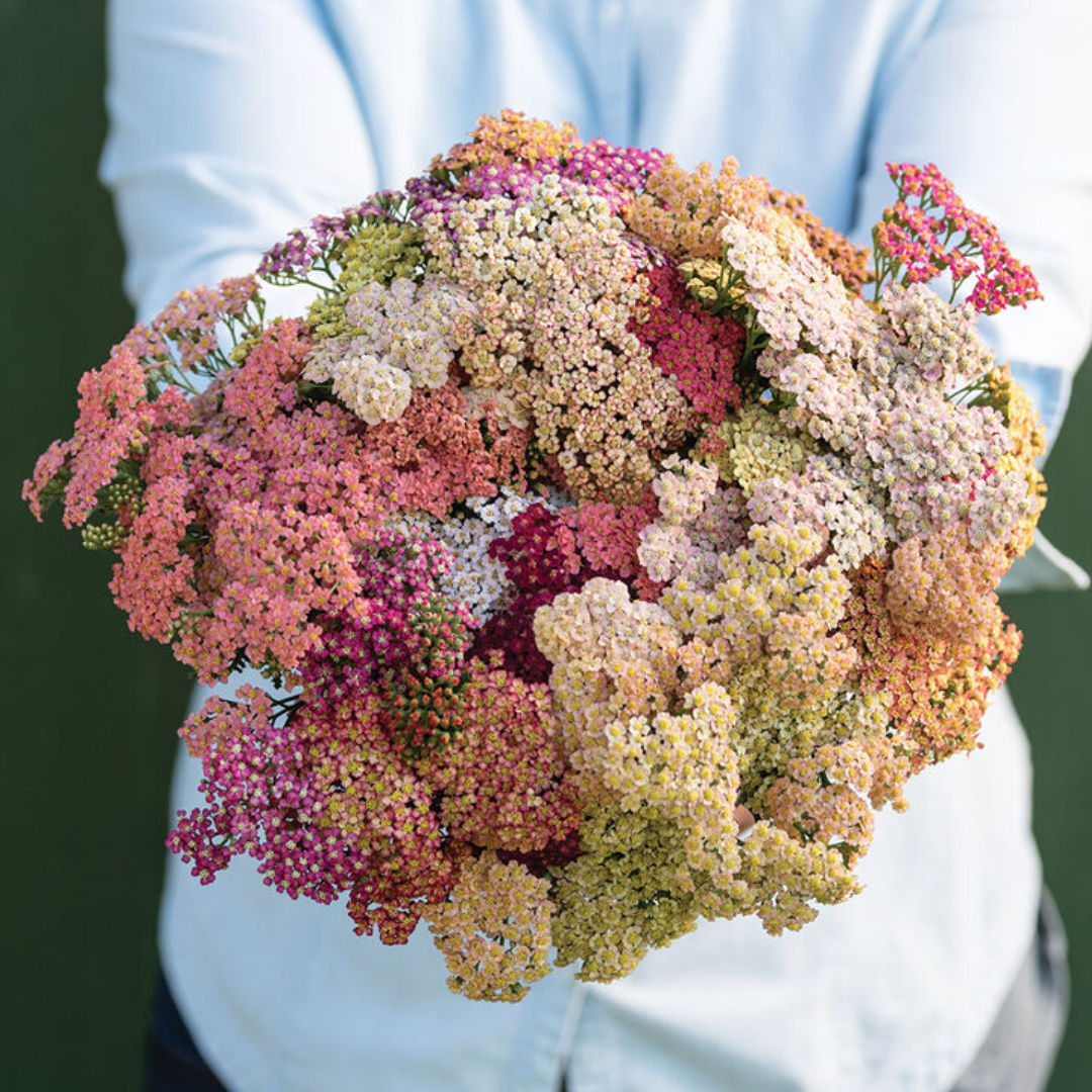 Yarrow - Summer Pastel Mix