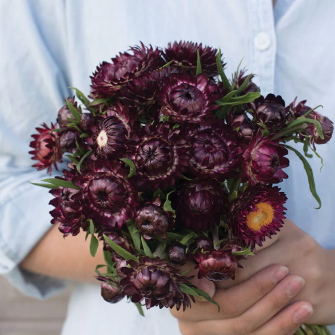 Strawflower - Burgundy