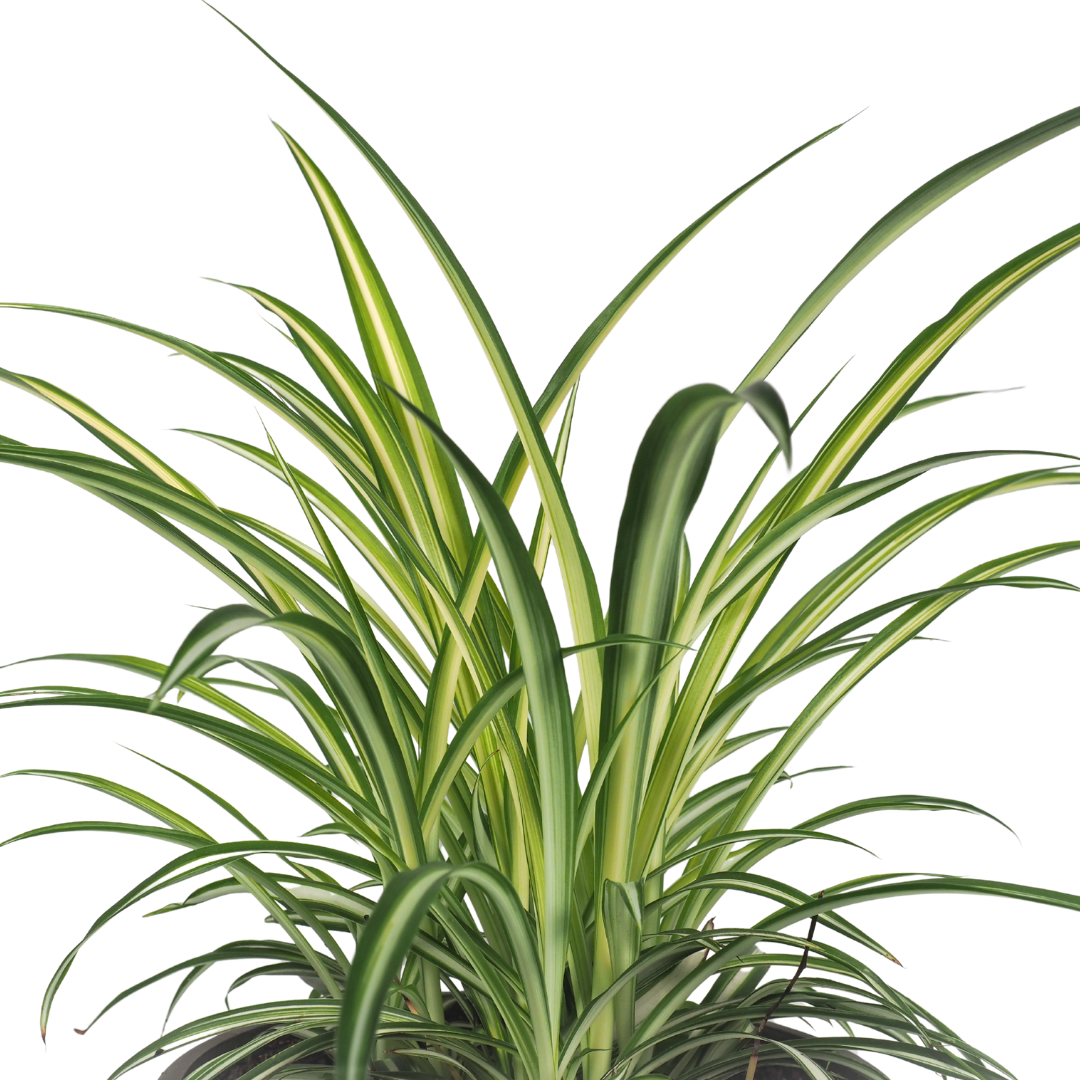 Spider Plant