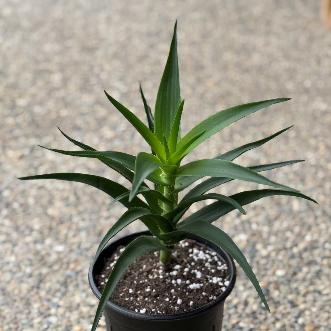 Aloe - Desert Plant