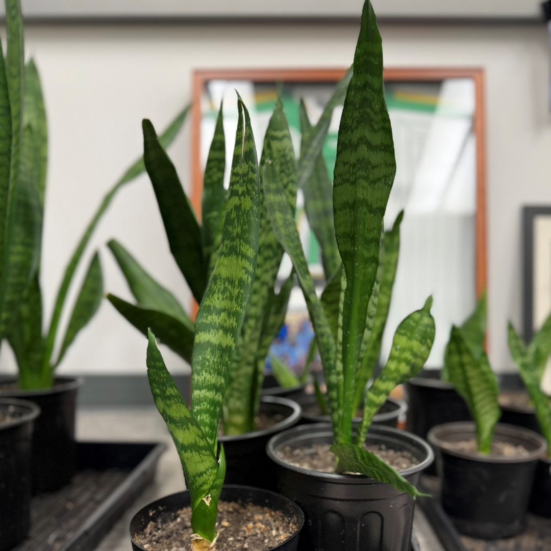 Snake Plant