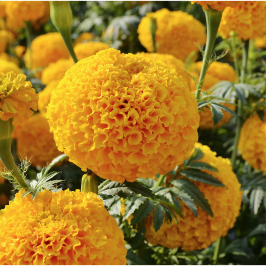 Marigold - African Garuda Deep Gold