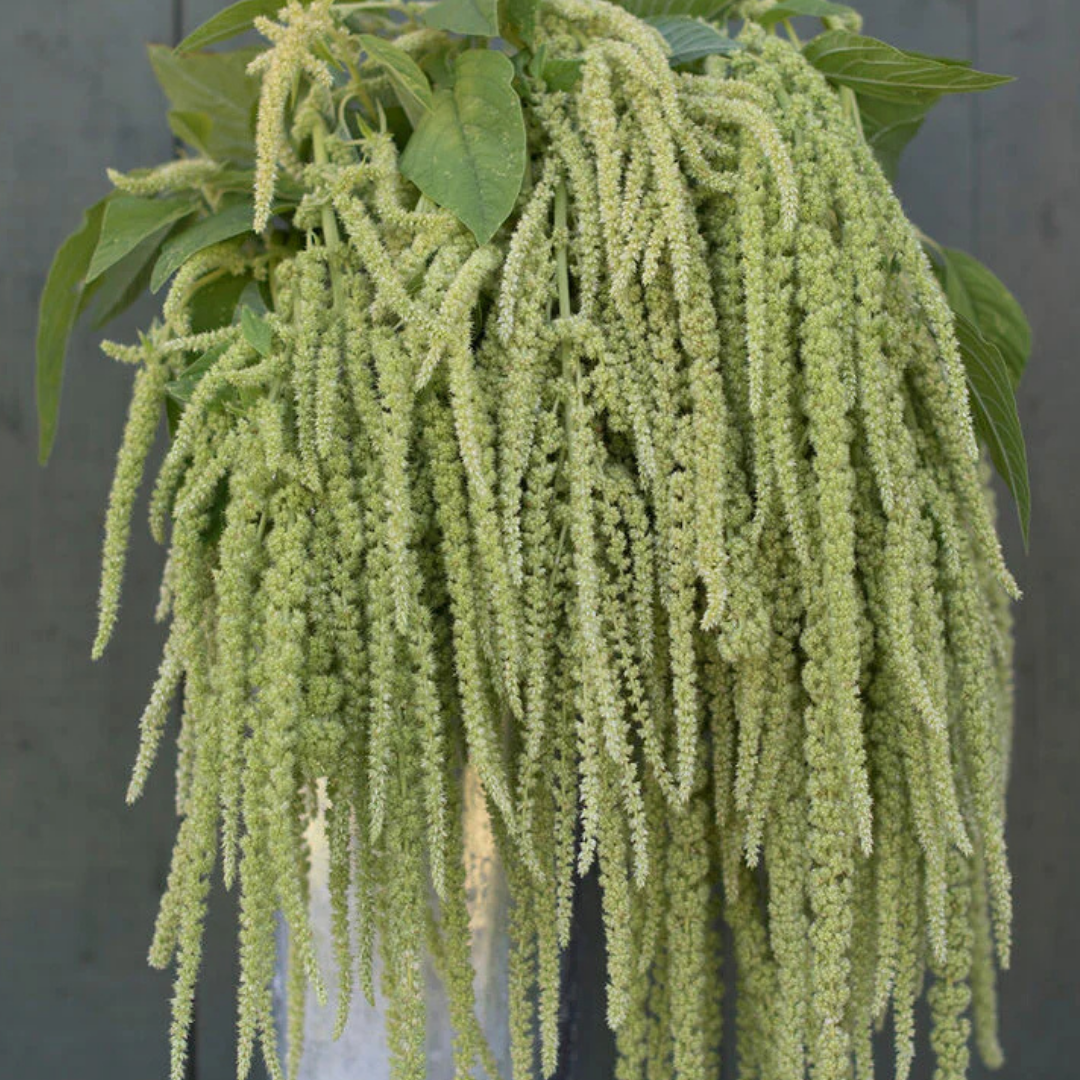 Amaranthus - Emerald Tassels - Annual - Greenery.png