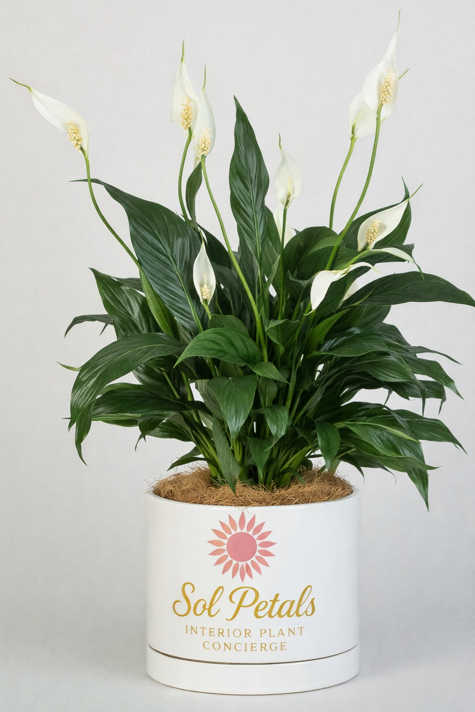 A potted peace lily plant with white flowers and green leaves in a white container labeled 'Sol Petals Interior Plant Concierge'