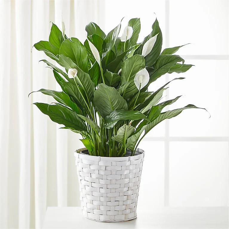 A potted Peace Lily with white flowers and dark green leaves in a white woven basket, placed near a window with sheer curtains.