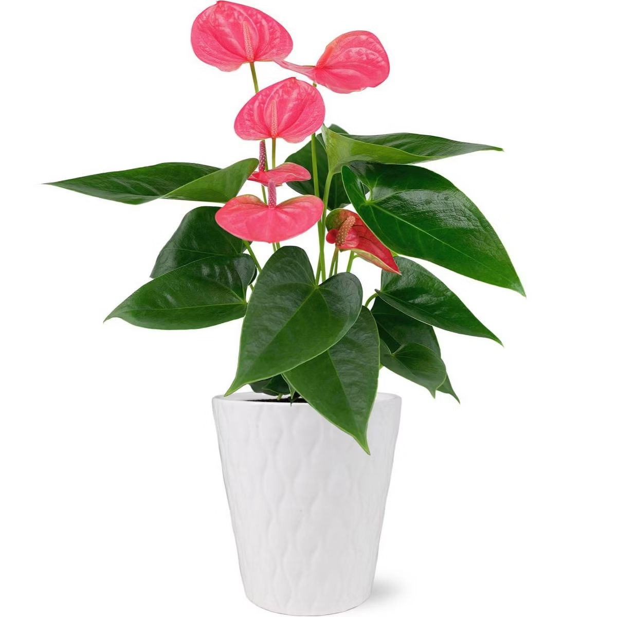 A potted pink anthurium plant with glossy green leaves in a white textured pot.