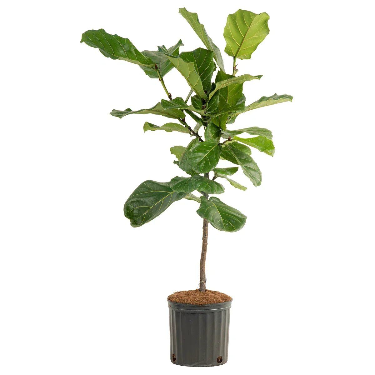 A small potted fig tree with green leaves.