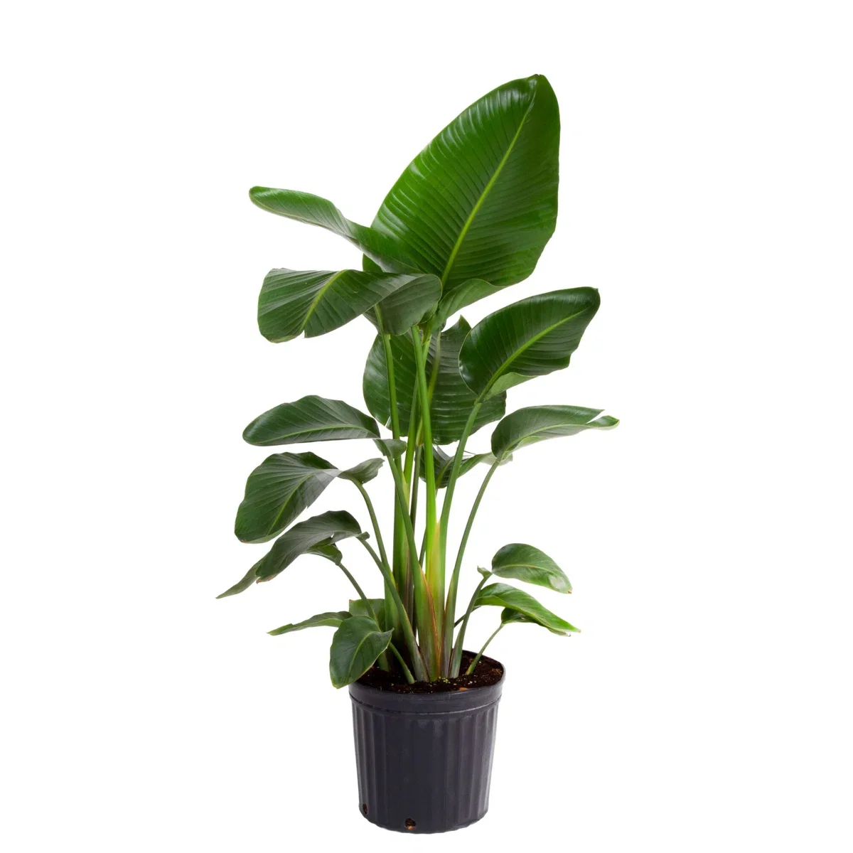 A lush green potted plant with large, broad leaves in a black plastic container.