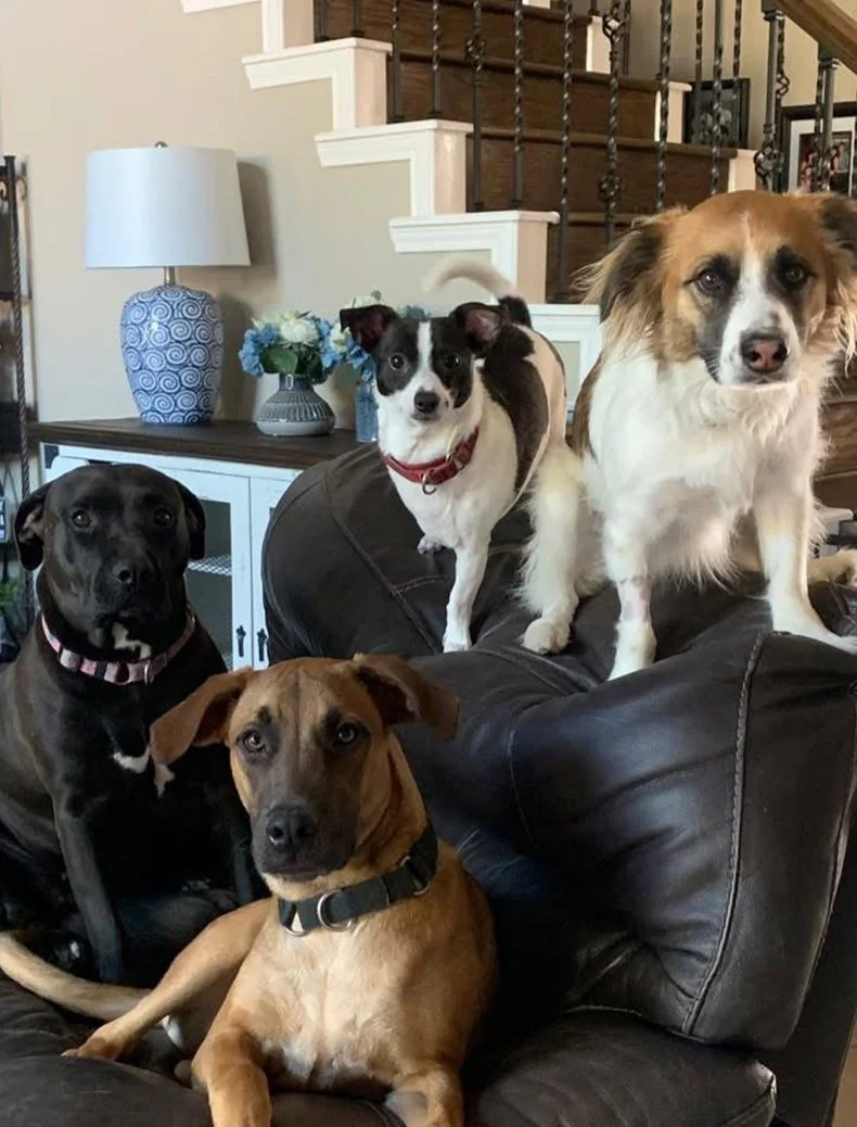 Five dogs sitting and lying on a black leather couch in a living room. Two of the dogs are sitting on top of the couch, while three are on the seat and in front of the couch. There is a staircase with a wooden banister in the background, along with a white and blue lamp, and a table with a vase of flowers.