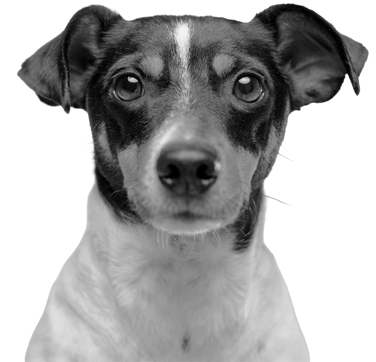 Black and white photo of a dog with a white stripe on its face, looking directly at the camera.
