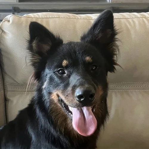 A black and tan dog with pointy ears, sitting on a beige couch with its tongue out.
