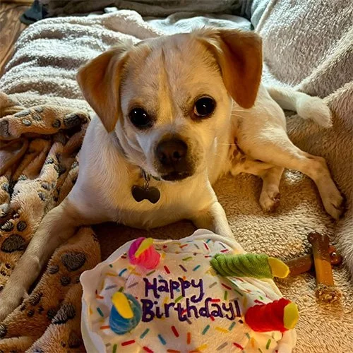 A small, light-colored dog with floppy ears sitting on a cozy blanket. In front of the dog is a decorated birthday cake with the words "Happy Birthday" written on it, colorful candles, and decorations.