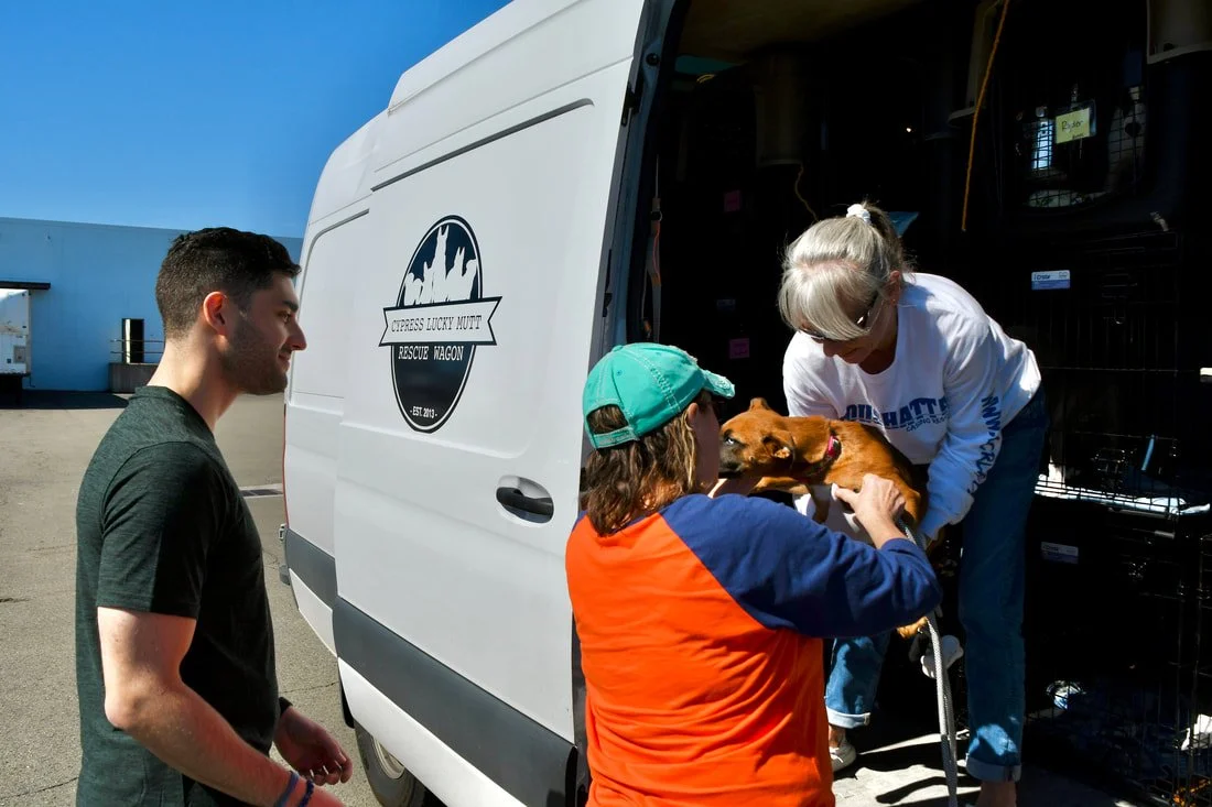 People loading a dog into a rescue van with a logo reading 'Cypress Lucky Mutt Rescue Wagon'
