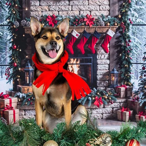 A happy dog wearing a red scarf sitting in front of a Christmas fireplace with stockings, garlands, and wrapped gifts.