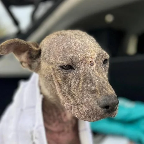 Close-up of a brindle-colored dog with one ear up, sitting in a car.