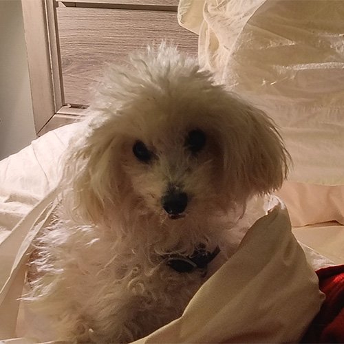 A small, fluffy white dog with curly fur sitting on a bed, looking at the camera.