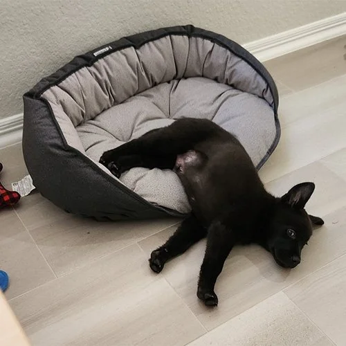 A black puppy lying on its back with its head and front paws on the floor, partially on a cushioned pet bed, in a room with light-colored flooring and a plain wall.
