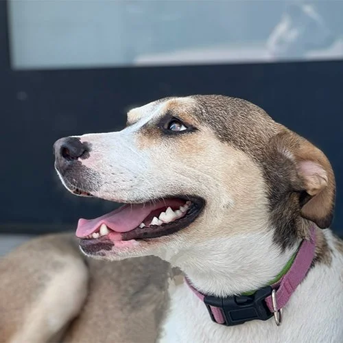 Side view of a happy mixed-breed dog with a tan and white coat, blue eyes, and a pink collar, sitting outdoors.