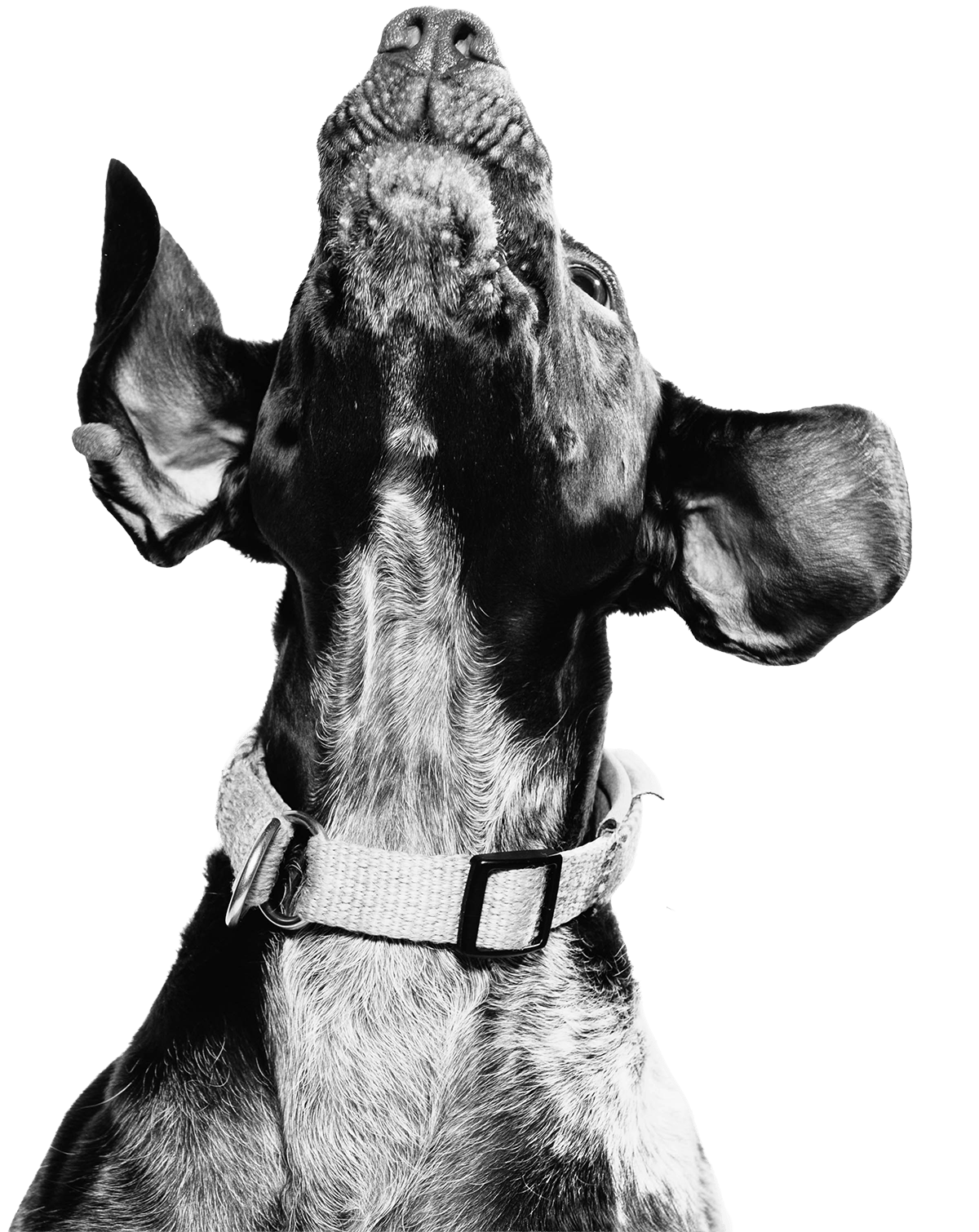 Black and white close-up of a dog's head with a collar, looking upward against a black background.