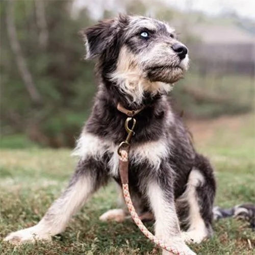 A cute puppy with striking blue eyes and black, gray, and white fur sitting outdoors on grass, with trees and a house in the background.