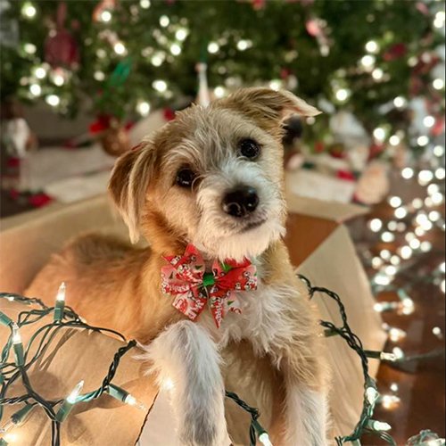 Captain "Barney" Miller Williams