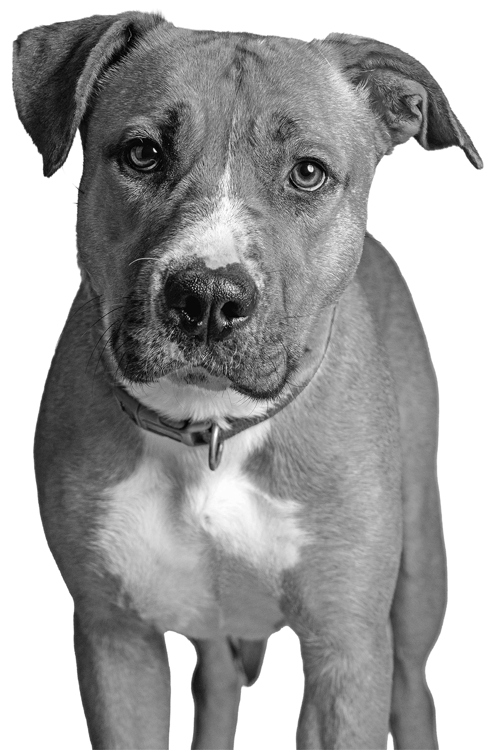A black and white close-up image of a dog with one eye slightly closed and the other eye open, wearing a collar.
