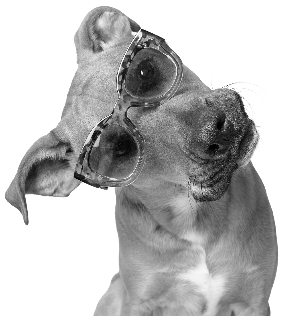 A dog wearing sunglasses, facing slightly to the right with its eyes closed.