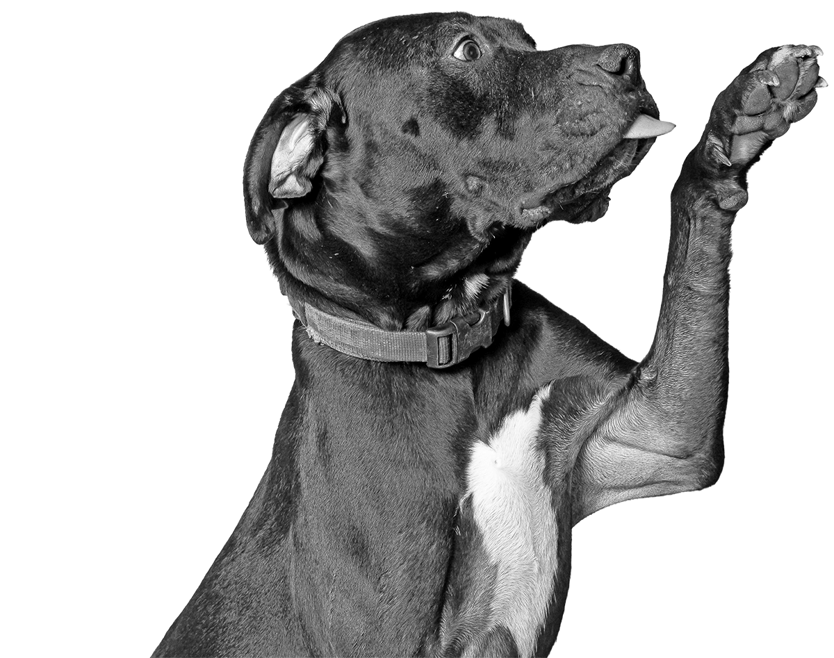 A black and white photo of a pit mix, with one paw raised, its tongue slightly out, and wearing a collar, against a solid black background.