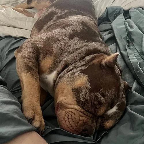 A large sleeping bulldog lying on a bed with gray and beige sheets.