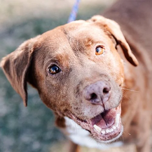 Close-up of a happy brown dog with a friendly expression