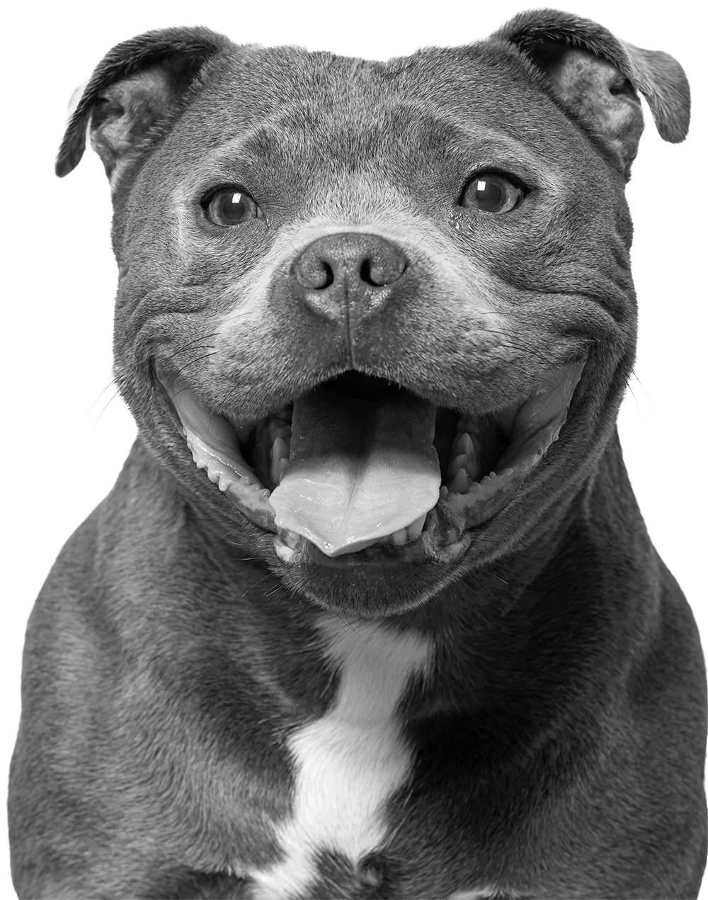 A happy, smiling pit bull dog with its tongue out, in black and white.
