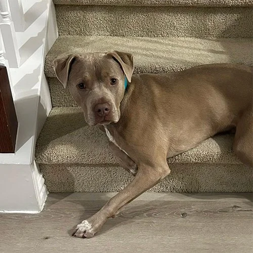 A tan dog with a white chest lying on carpeted stairs, looking at the camera.