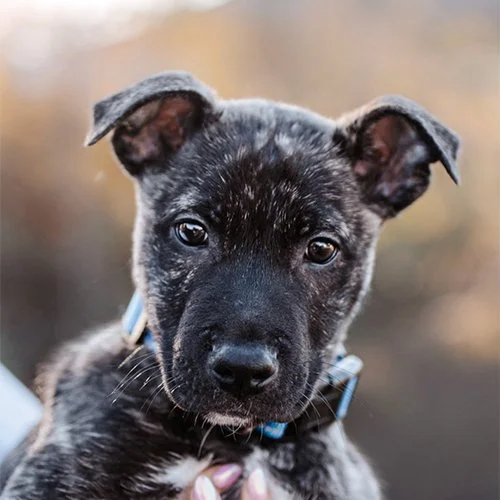 Close-up of a brindle puppy with curious eyes and floppy ears.
