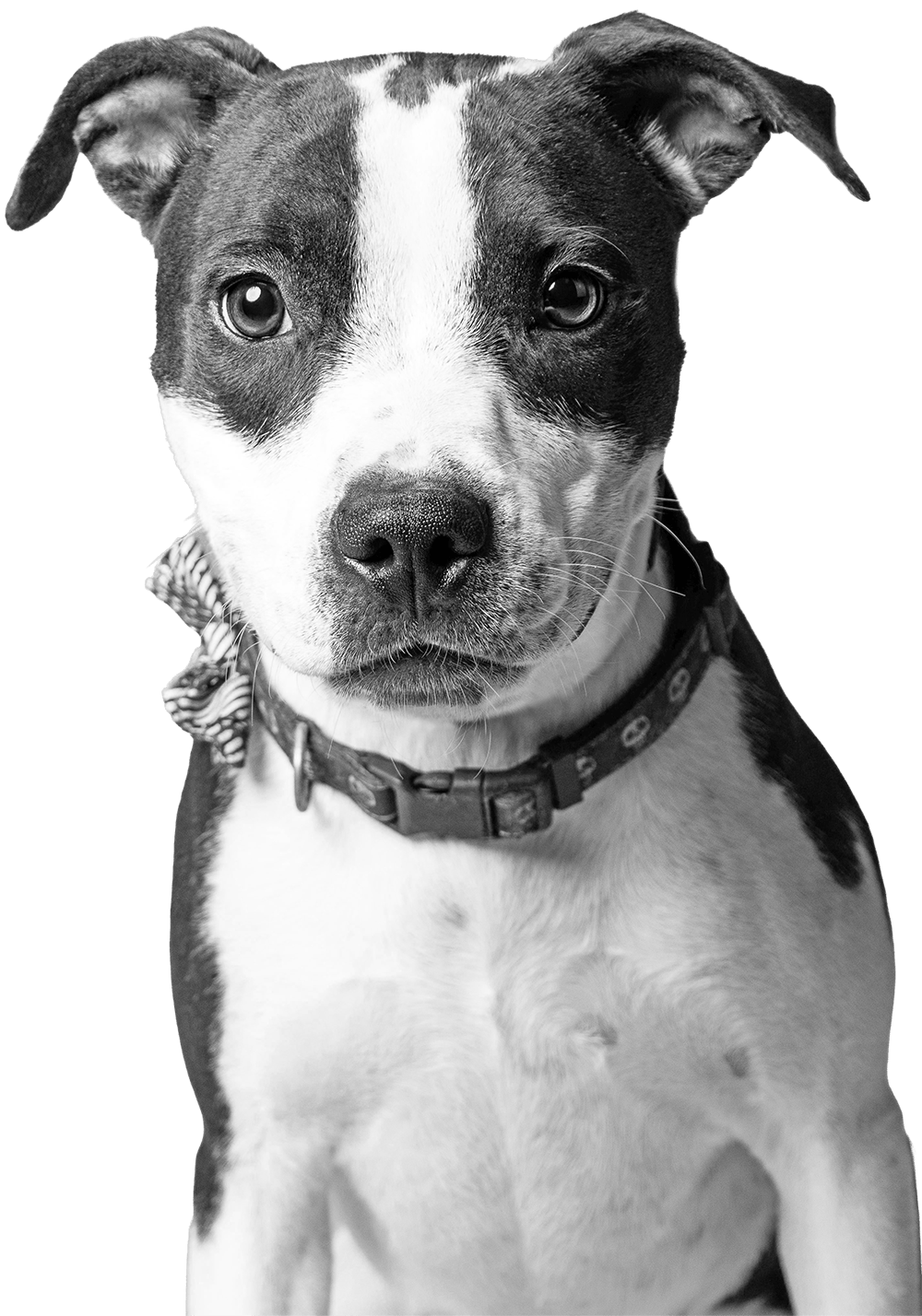 A black and white portrait of a dog with a white stripe down its face, wearing a patterned collar and a polka dot bow.