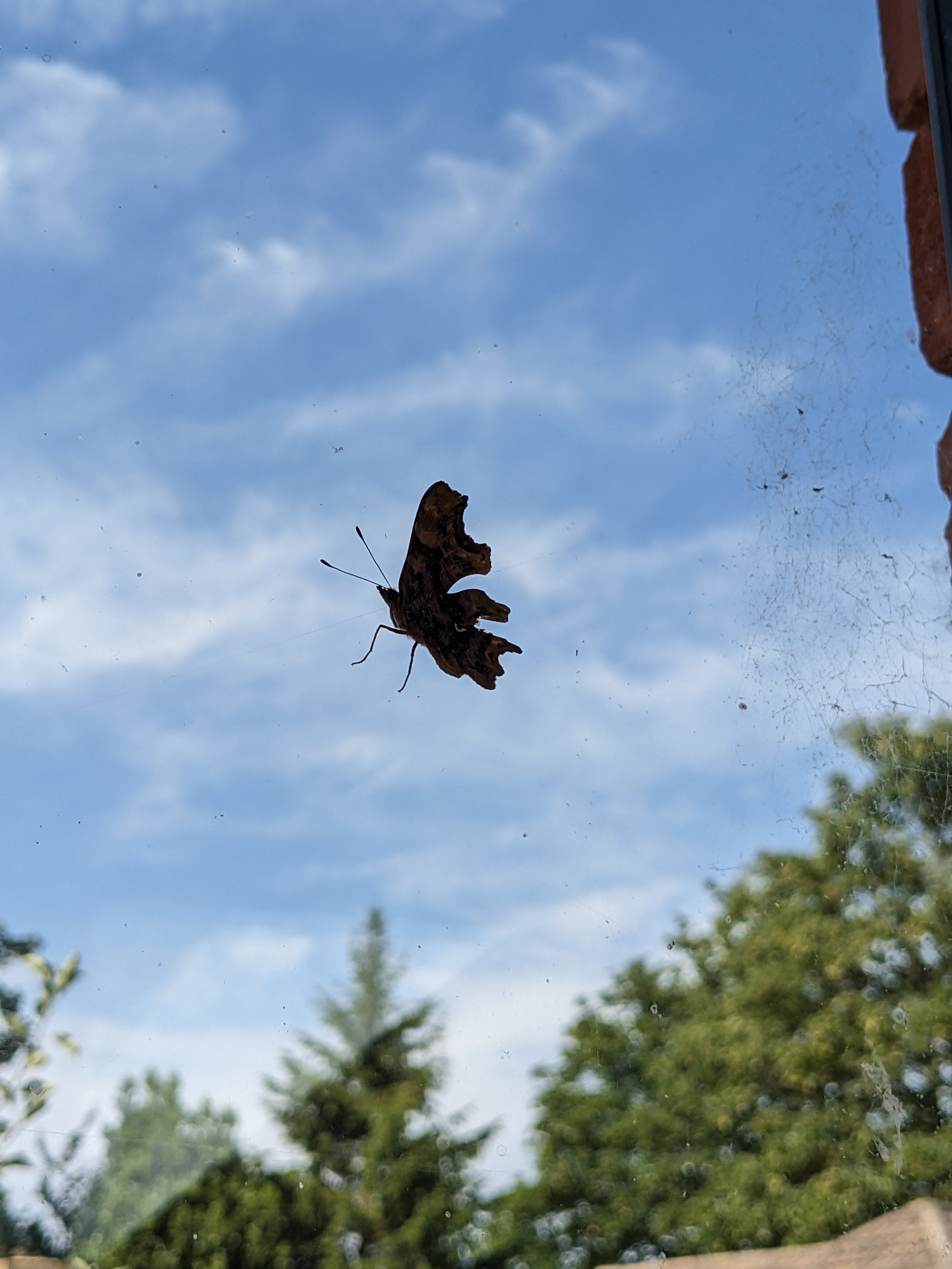 GALLERY INTERIOR BUTTERFLY.jpg