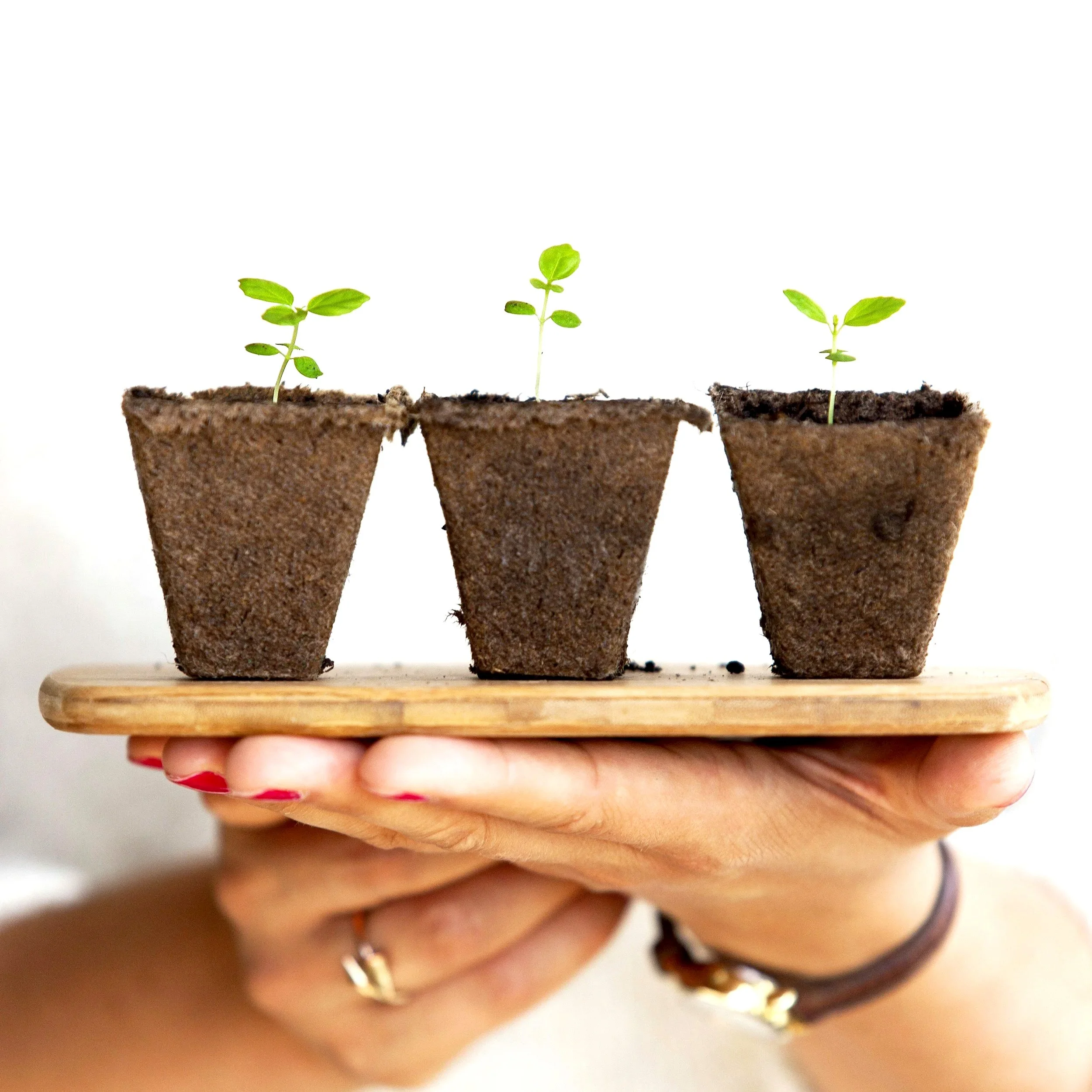 Three small green plant seedlings in separate brown soil pots placed on a wooden surface, with a white background.