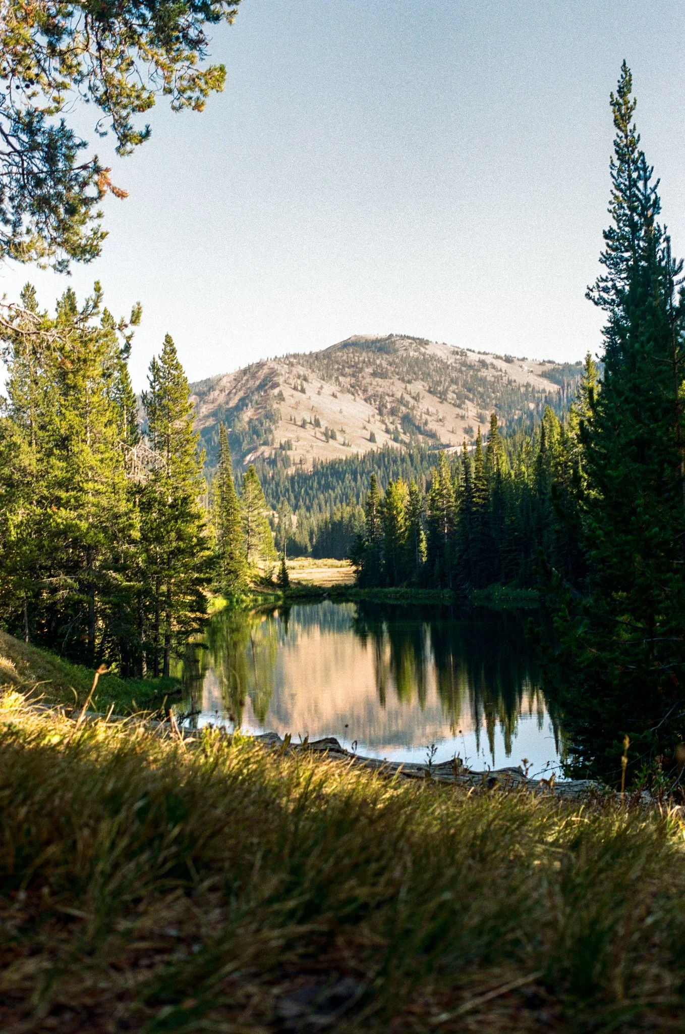 A peaceful river runs through a dense forest with evergreen trees, with a mountain in the background and a clear sky.