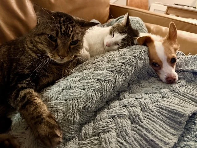 2cats1dog.jpeg