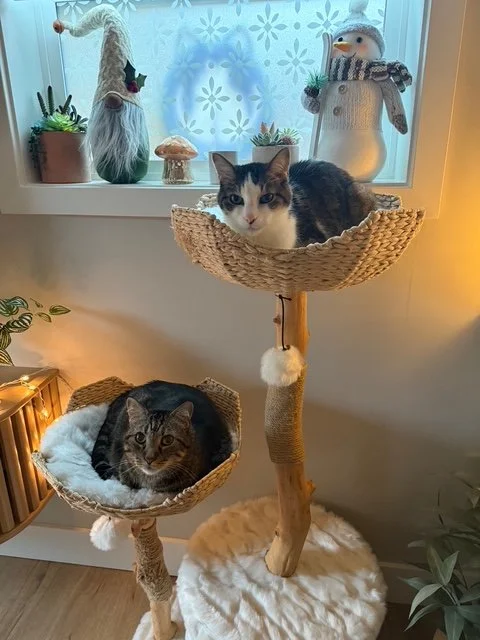 CatTree.jpeg